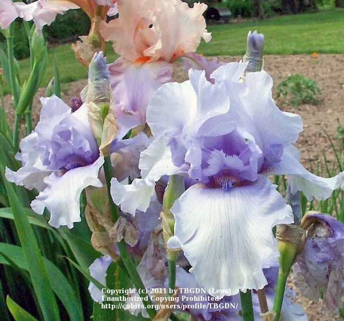 Photo of Tall Bearded Iris (Iris 'Chico Maid') uploaded by TBGDN