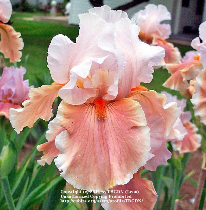 Photo of Tall Bearded Iris (Iris 'Magharee') uploaded by TBGDN