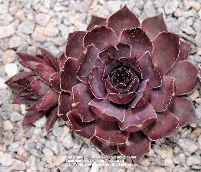Photo of Hen and Chicks (Sempervivum 'Twilight Blues') uploaded by LuvNature