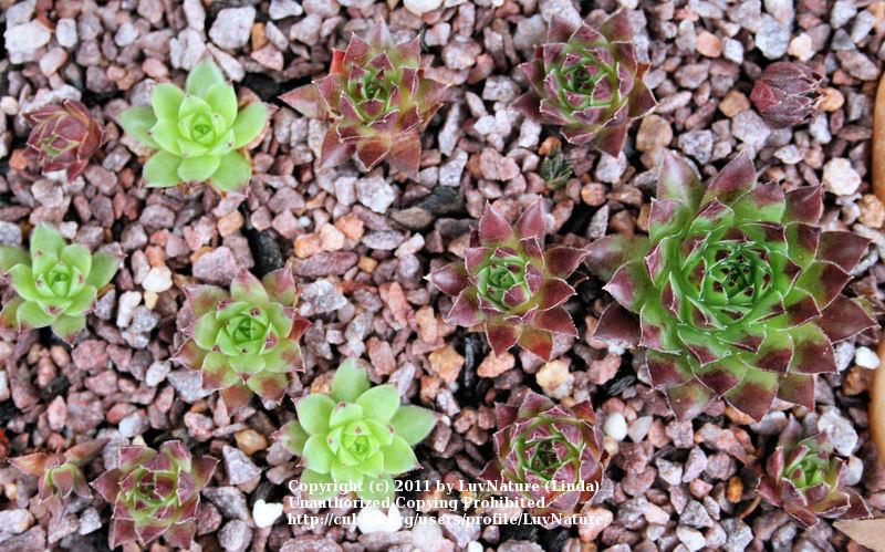 Photo of Rollers (Sempervivum globiferum subsp. hirtum 'Astrid') uploaded by LuvNature