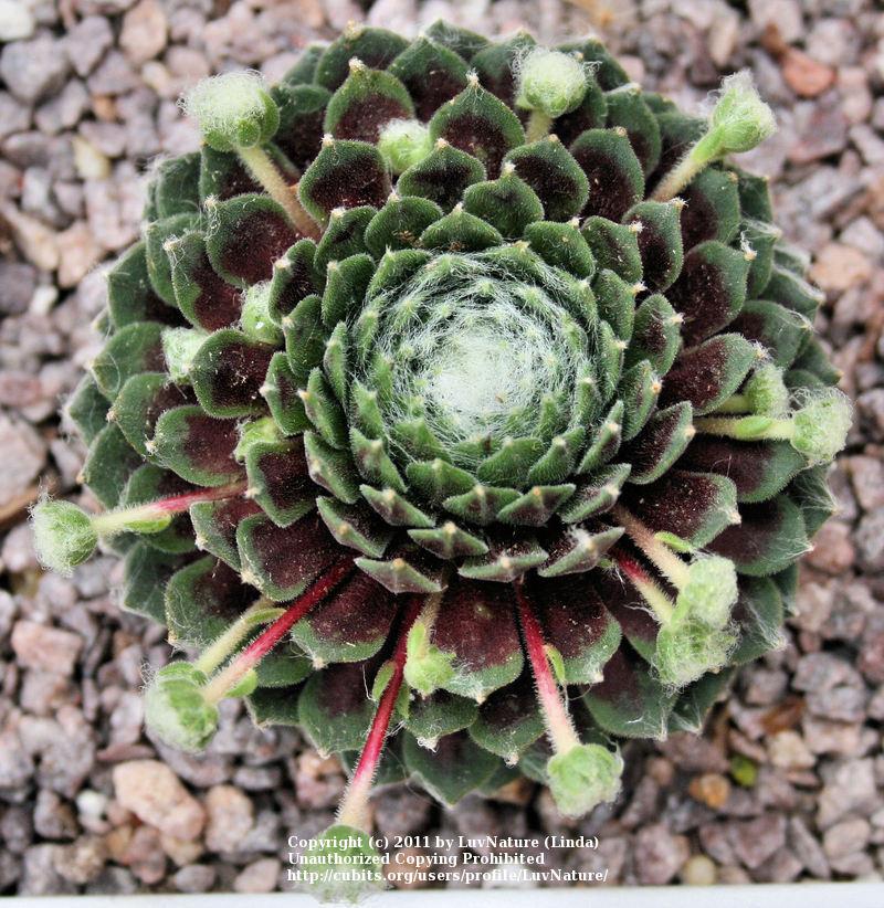 Photo of Hen and Chicks (Sempervivum arachnoideum 'from Val Minera') uploaded by LuvNature