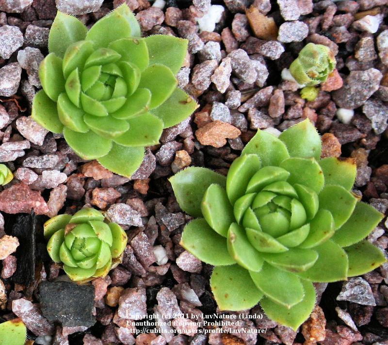 Photo of Rollers (Sempervivum globiferum subsp. hirtum 'Yellow-Green Form') uploaded by LuvNature