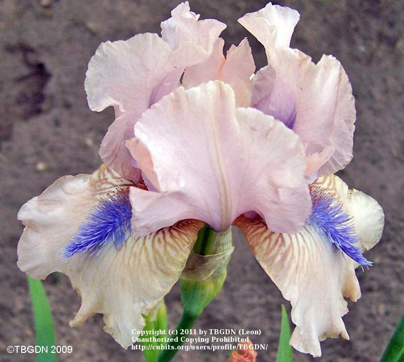 Photo of Intermediate Bearded Iris (Iris 'Concertina') uploaded by TBGDN
