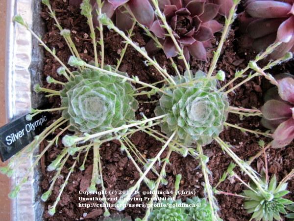 Photo of Hen and Chicks (Sempervivum 'Zilver Olympic') uploaded by goldfinch4