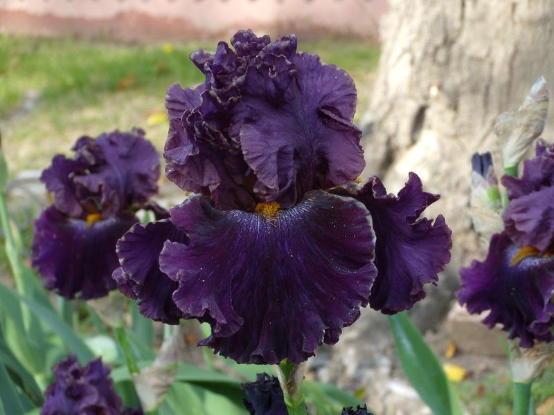 Photo of Tall Bearded Iris (Iris 'Nancy's Lace') uploaded by Betja
