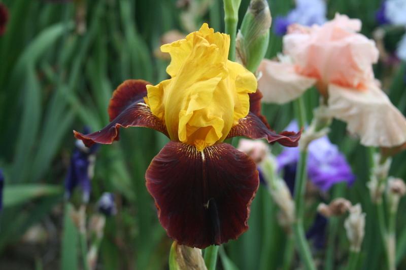 Photo of Tall Bearded Iris (Iris 'Taco Supreme') uploaded by KentPfeiffer
