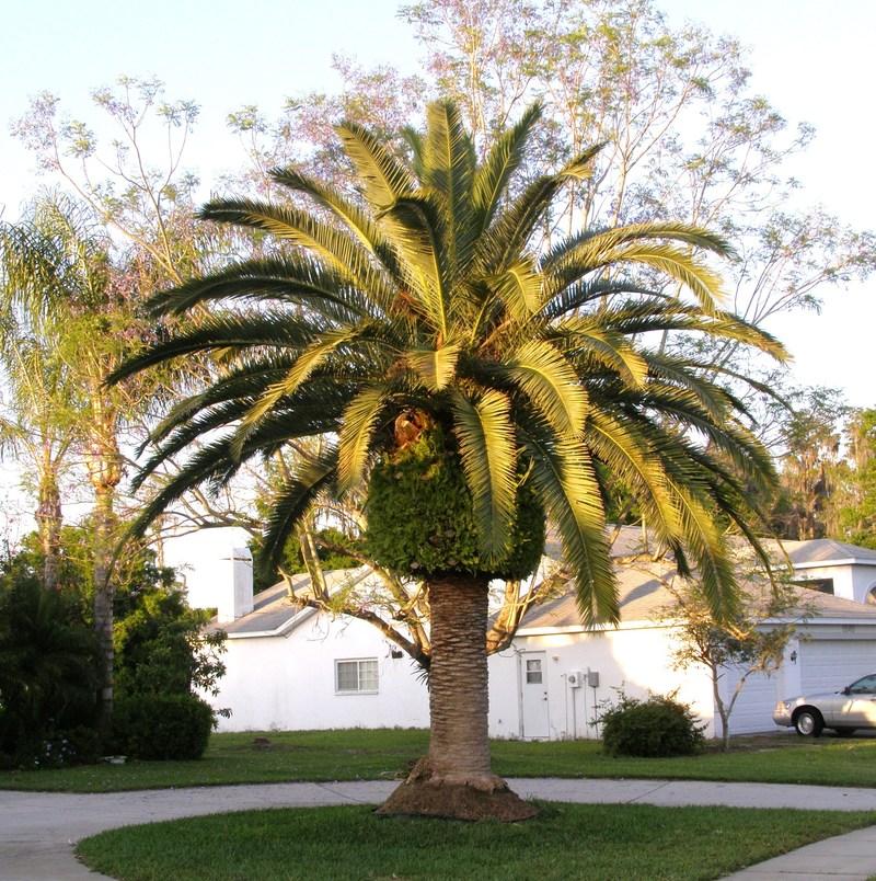 Photo of Canary Date Palm (Phoenix canariensis) uploaded by hawkarica