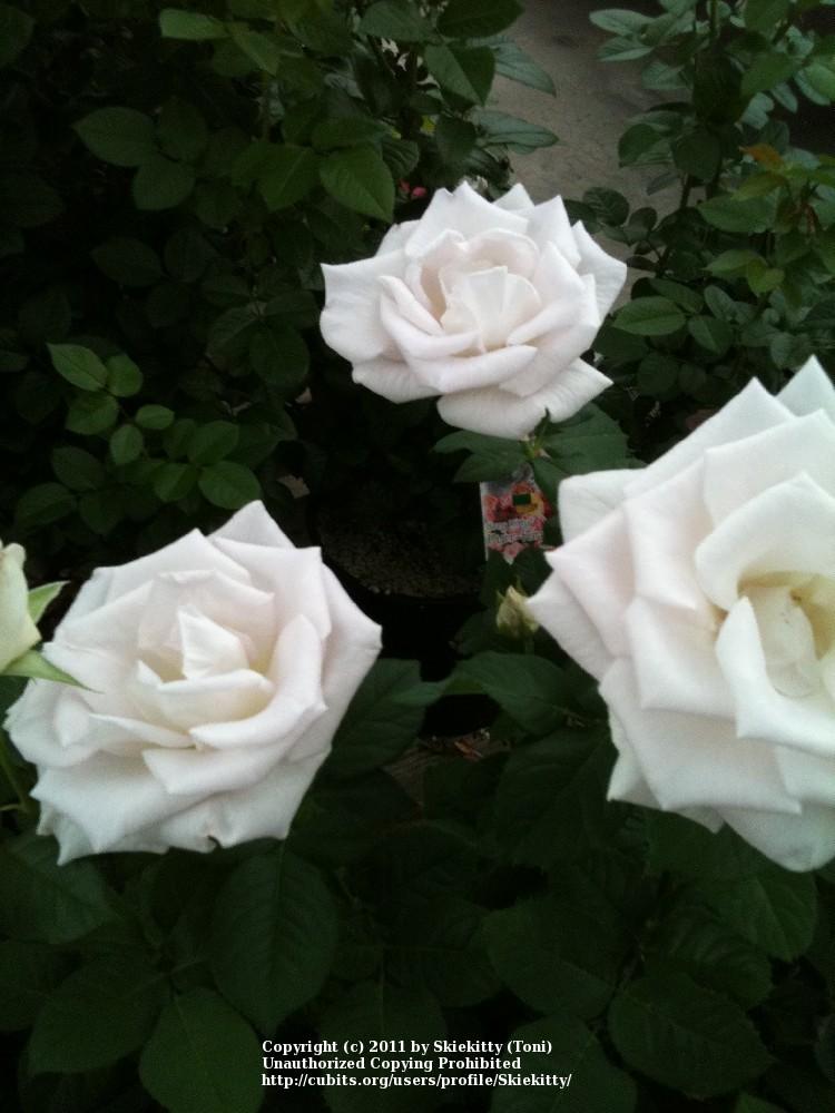 Photo of Rose (Rosa 'World War II Memorial Rose') uploaded by Skiekitty