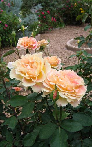 Photo of Rose (Rosa 'Calico') uploaded by GardenGuyAZ