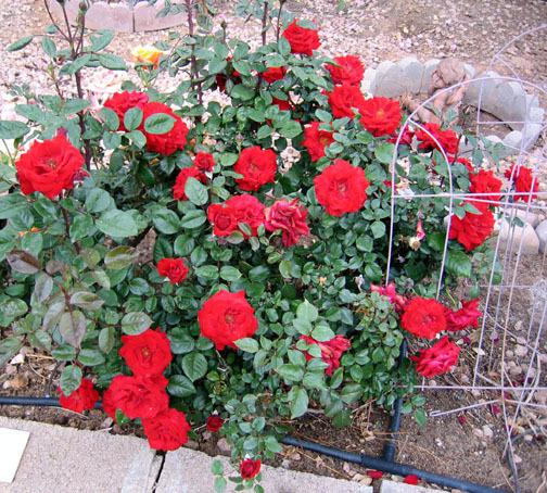 Photo of Rose (Rosa 'Europeana') uploaded by GardenGuyAZ