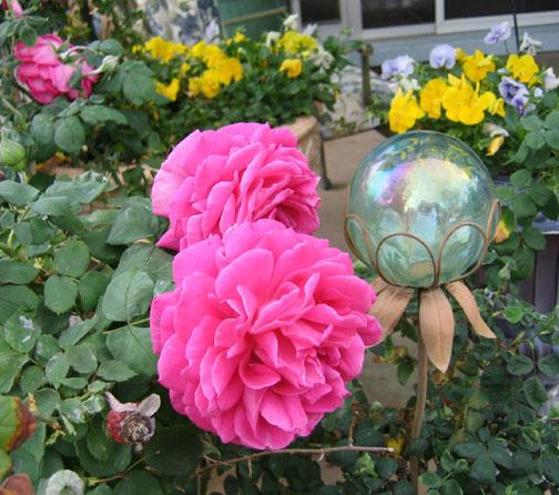 Photo of Rose (Rosa 'Madame Isaac Pereire') uploaded by GardenGuyAZ