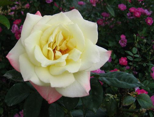 Photo of Rose (Rosa 'Summer Fashion') uploaded by GardenGuyAZ