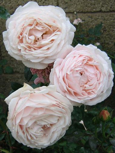 Photo of Rose (Rosa 'Tamora') uploaded by GardenGuyAZ