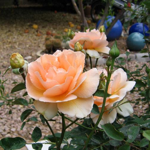 Photo of Rose (Rosa 'Just Joey') uploaded by GardenGuyAZ
