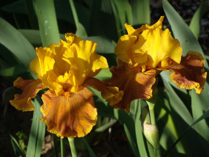 Photo of Tall Bearded Iris (Iris 'Encore Lady') uploaded by Betja