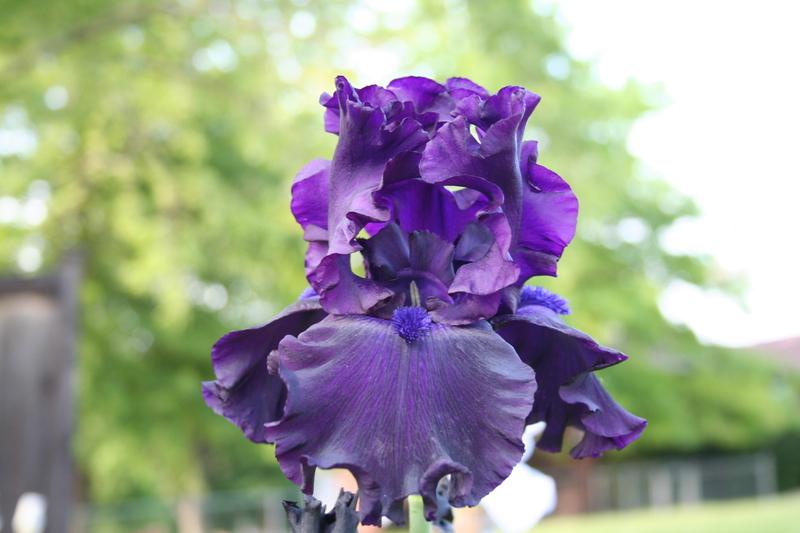 Photo of Tall Bearded Iris (Iris 'Night Ruler') uploaded by KentPfeiffer