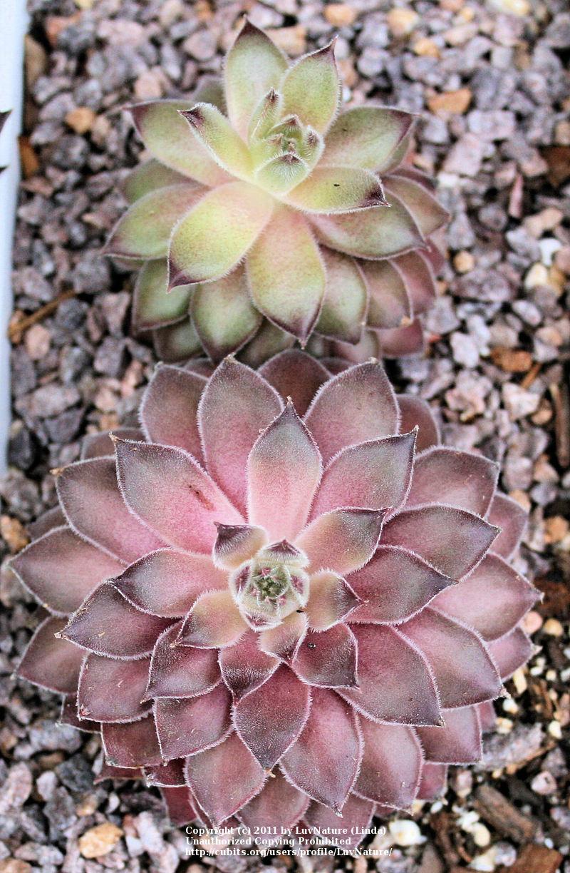 Photo of Hen and Chicks (Sempervivum 'Neptune') uploaded by LuvNature