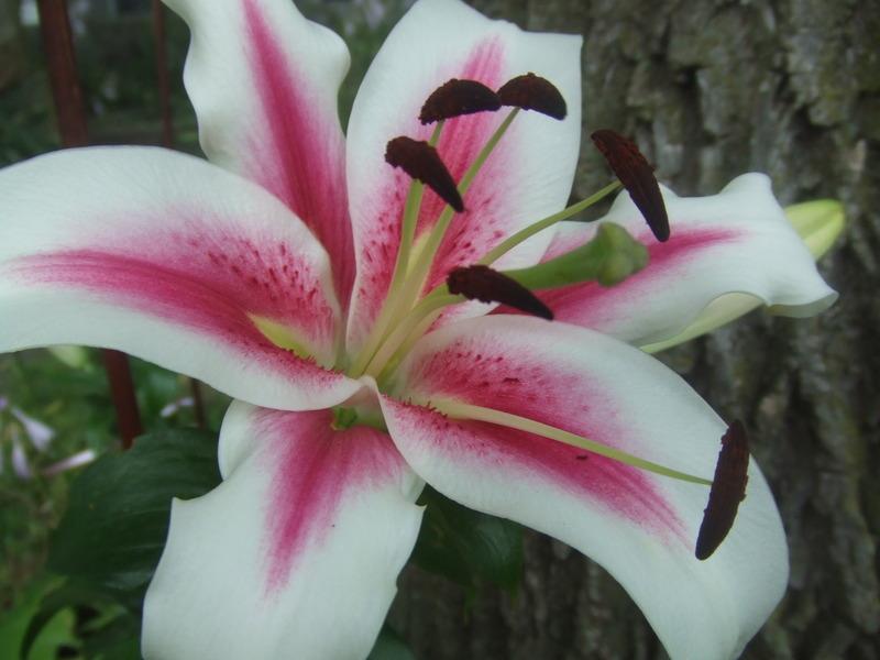 Photo of Lily (Lilium 'Contrast') uploaded by sgardener