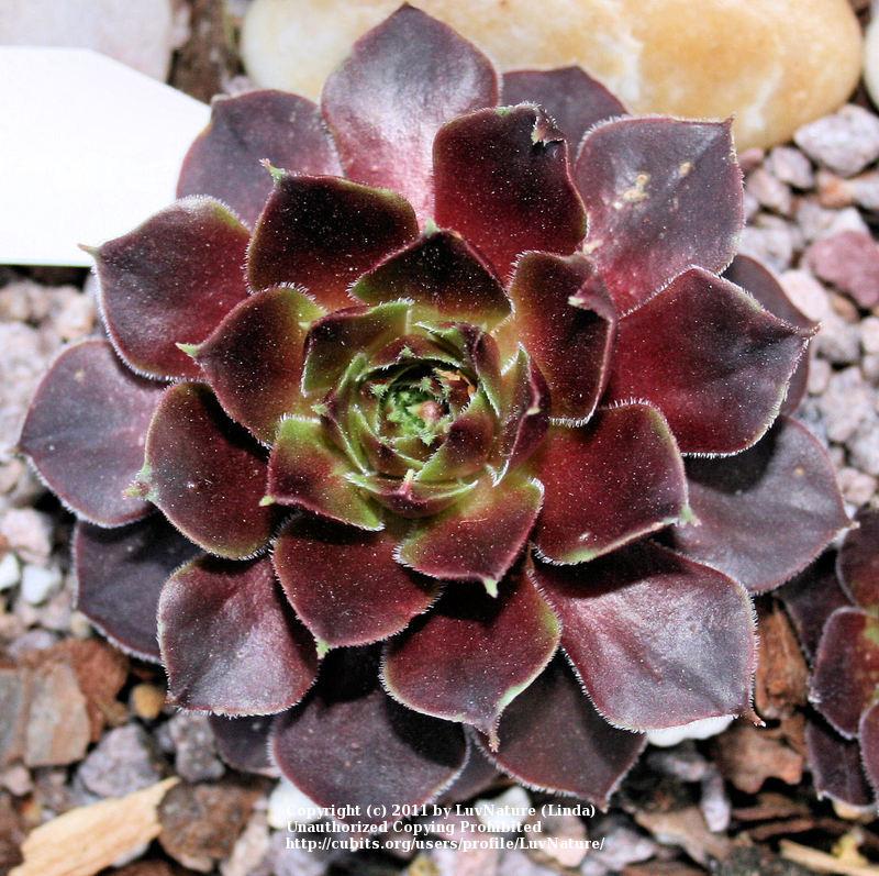 Photo of Hen and Chicks (Sempervivum 'Clipper') uploaded by LuvNature