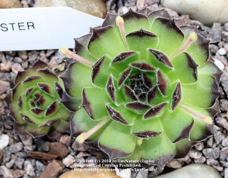 Photo of Hen and Chicks (Sempervivum 'Hester') uploaded by LuvNature