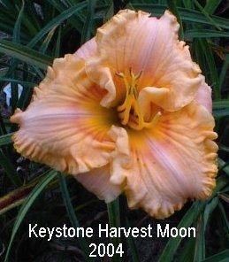 Photo of Daylily (Hemerocallis 'Keystone Harvest Moon') uploaded by KeystoneCrossroads