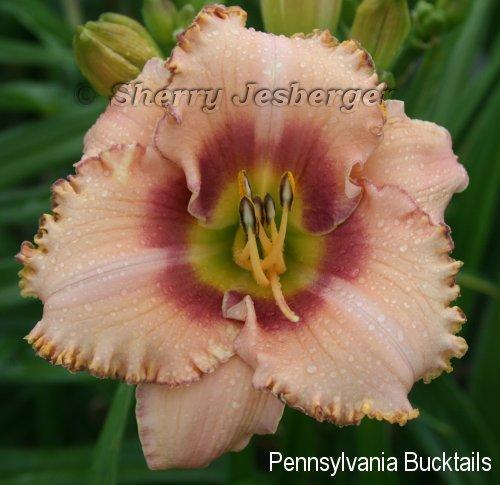 Photo of Daylily (Hemerocallis 'Pennsylvania Bucktails') uploaded by KeystoneCrossroads