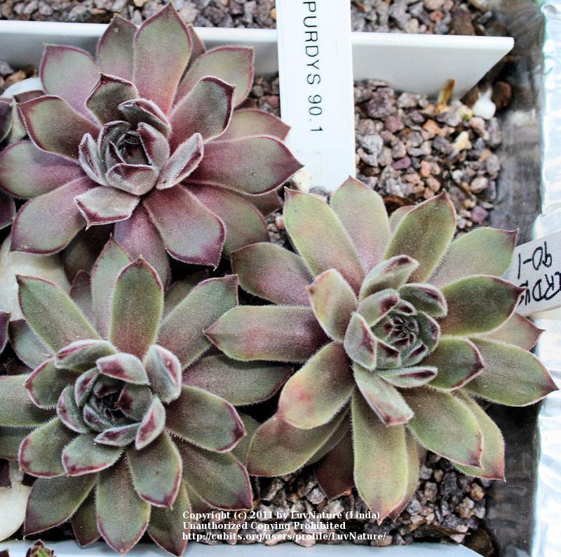 Photo of Hen and Chicks (Sempervivum 'Purdy's 90-1') uploaded by LuvNature