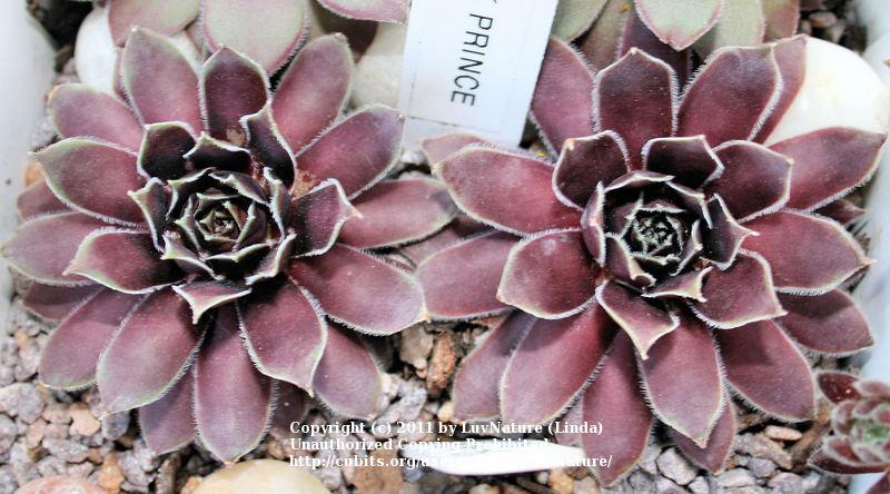 Photo of Hen and Chicks (Sempervivum 'Black Prince') uploaded by LuvNature