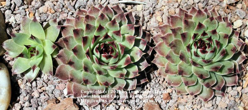 Photo of Hen and Chicks (Sempervivum calcareum 'Sir William Lawrence') uploaded by LuvNature