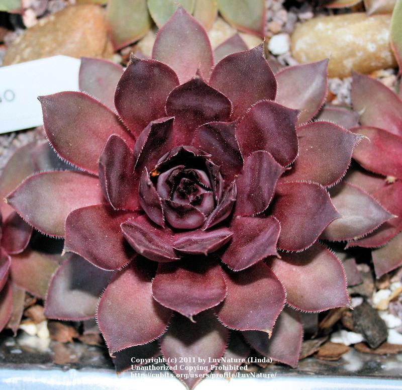 Photo of Hen and Chicks (Sempervivum 'Flamingo') uploaded by LuvNature