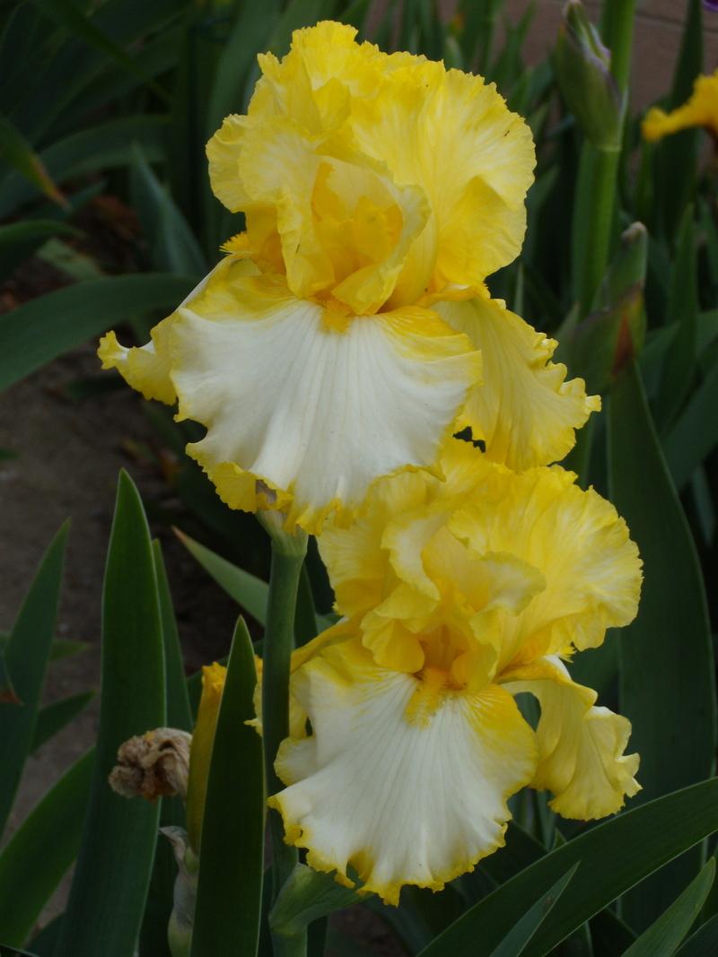 Photo of Tall Bearded Iris (Iris 'Highlighter') uploaded by Betja