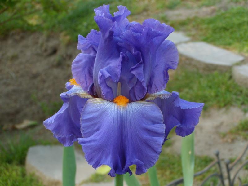 Photo of Tall Bearded Iris (Iris 'Hawaiian Rain') uploaded by Betja