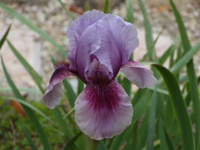 Photo of Arilbred Iris (Iris 'Shabaza') uploaded by Betja