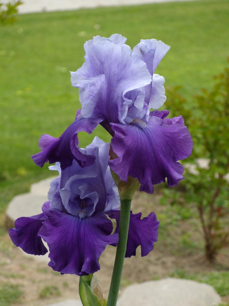 Photo of Tall Bearded Iris (Iris 'Mystique') uploaded by Betja