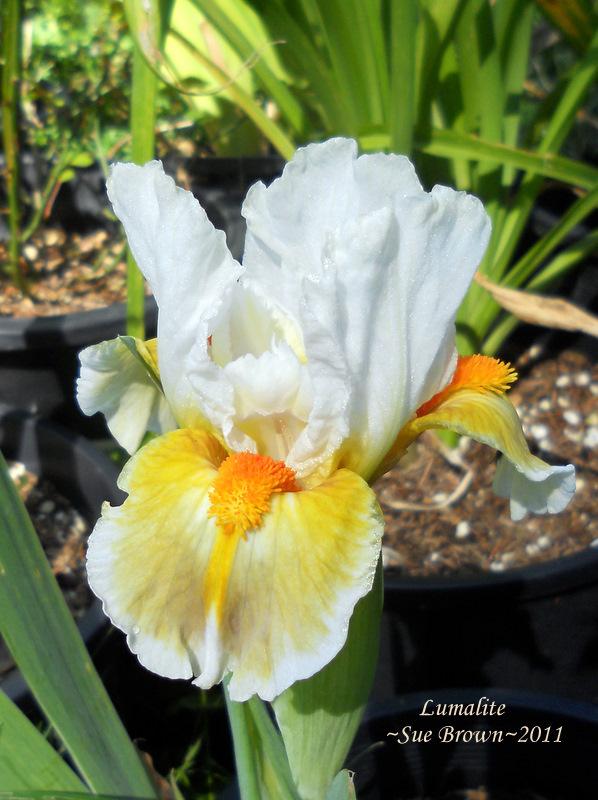 Photo of Standard Dwarf Bearded Iris (Iris 'Lumalite') uploaded by Calif_Sue