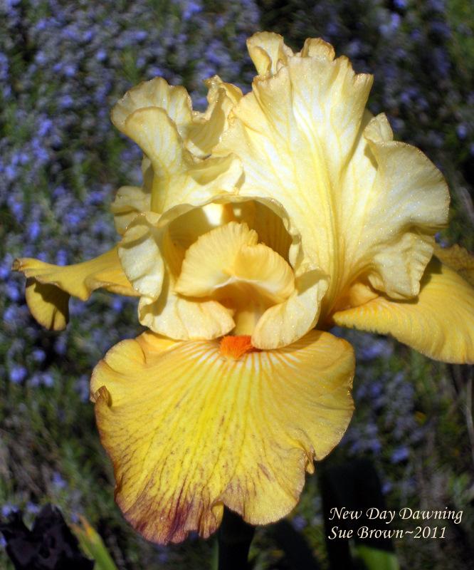 Photo of Tall Bearded Iris (Iris 'New Day Dawning') uploaded by Calif_Sue