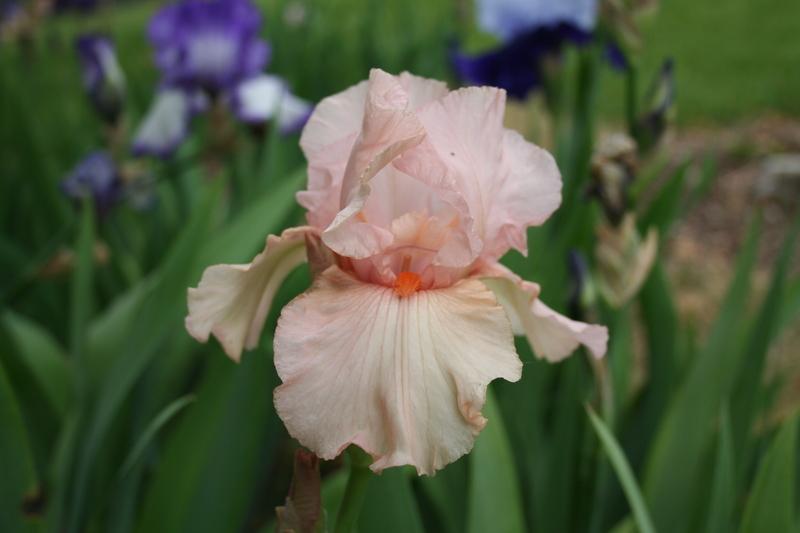Photo of Tall Bearded Iris (Iris 'Pink Attraction') uploaded by KentPfeiffer