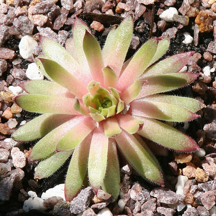 Photo of Hen and Chicks (Sempervivum 'Pacific Charm') uploaded by insiderart