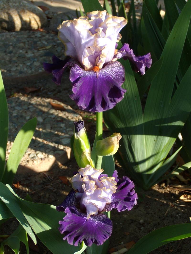 Photo of Tall Bearded Iris (Iris 'Bratislavan Prince') uploaded by Betja