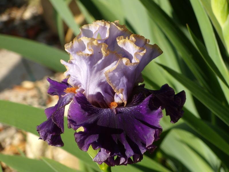 Photo of Tall Bearded Iris (Iris 'Bratislavan Prince') uploaded by Betja