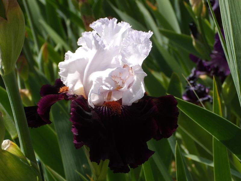 Photo of Tall Bearded Iris (Iris 'Starring') uploaded by Betja