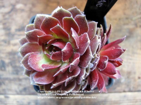 Photo of Hen and Chicks (Sempervivum 'Jeanne d'Arc') uploaded by goldfinch4