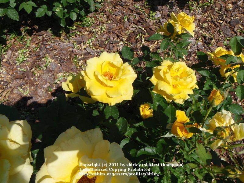 Photo of Rose (Rosa 'St. Patrick') uploaded by shirley