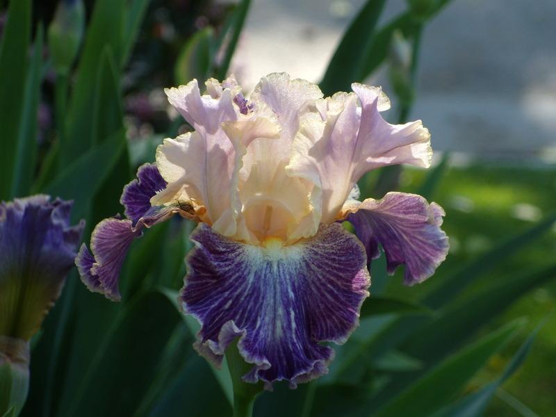 Photo of Tall Bearded Iris (Iris 'Fancy Dog') uploaded by Betja