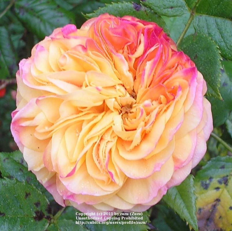 Photo of Rose (Rosa 'Golden Zest') uploaded by zuzu