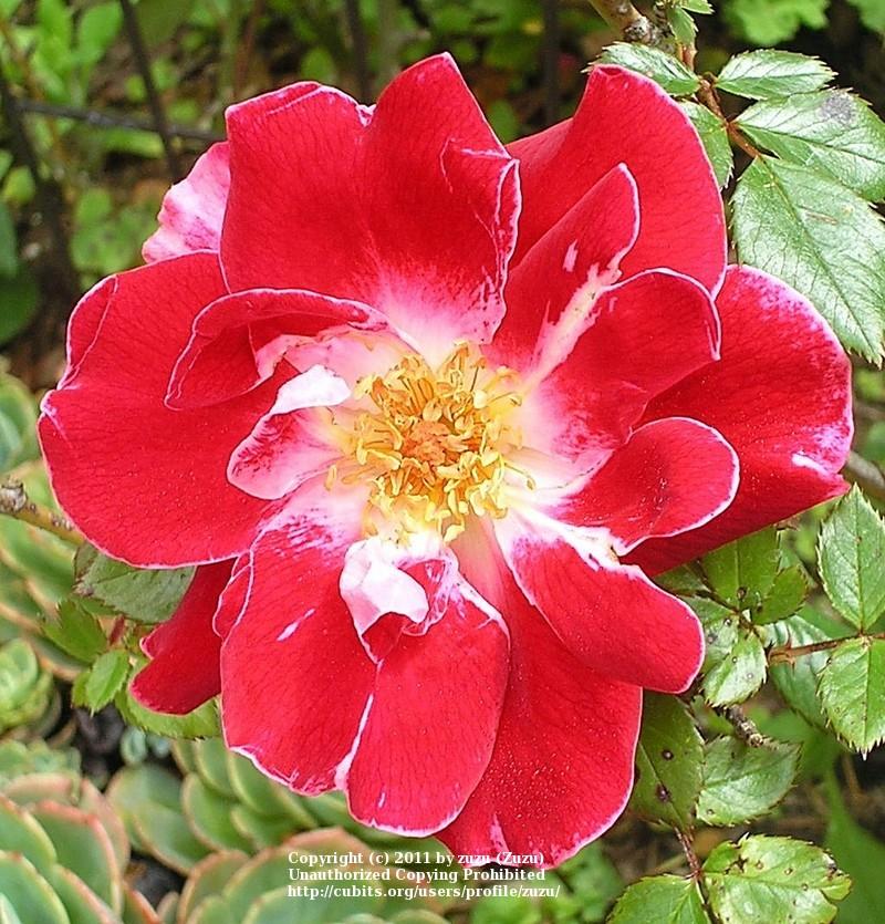 Photo of Rose (Rosa 'Old Master') uploaded by zuzu