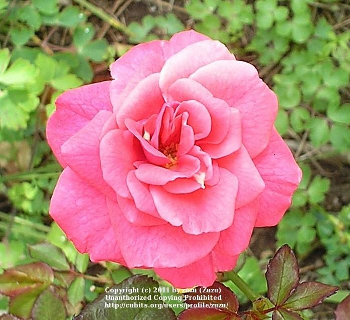 Photo of Rose (Rosa 'Fancy Talk') uploaded by zuzu