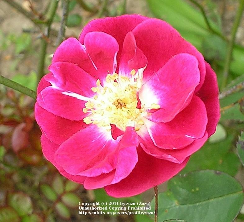 Photo of Rose (Rosa 'Fabvier') uploaded by zuzu