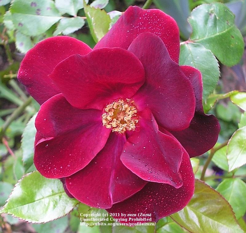 Photo of Rose (Rosa 'Dusky Maiden') uploaded by zuzu