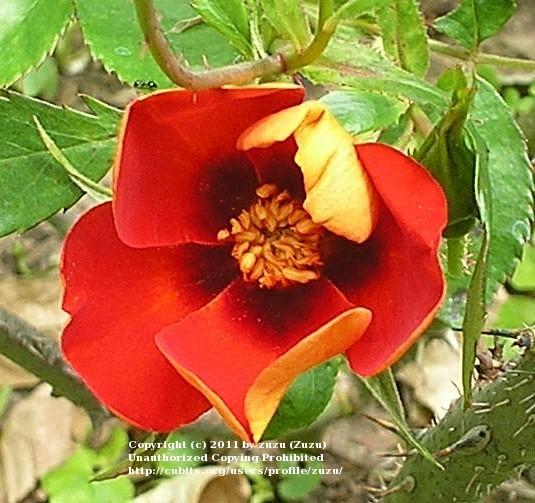 Photo of Rose (Rosa 'Persian Flame') uploaded by zuzu